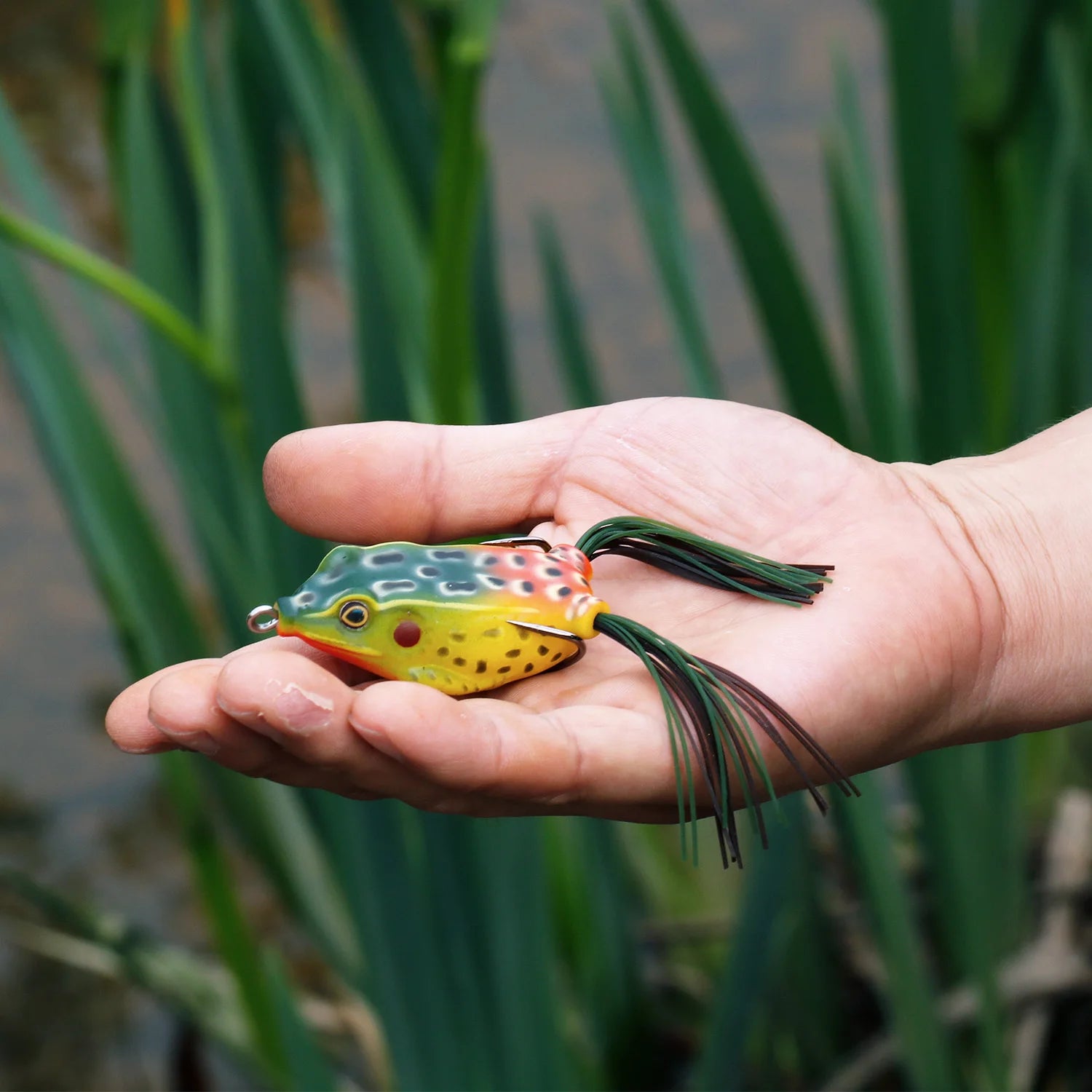 FROG - TROUT BOY